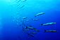 Barracudas